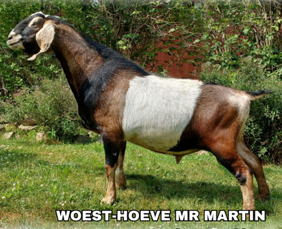 mr martin